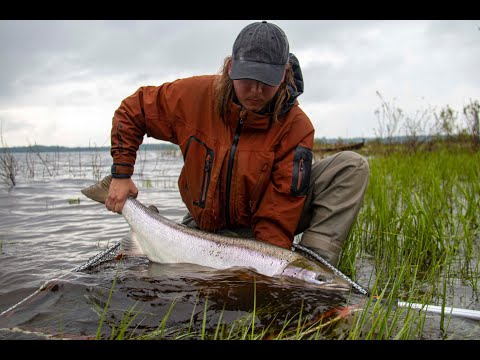 +12 kg lohi | Tornionjoki | Matkakoski | 2020