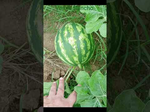 RANCHO À VENDA EM CANHOBA  BEIRA DO RIO SÃO FRANCISCO SERGIPE Valor 260 mil