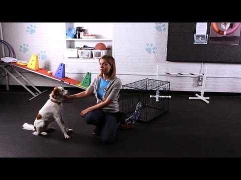 How to Teach Your Dog to Pull on a Rope | Dog Tricks