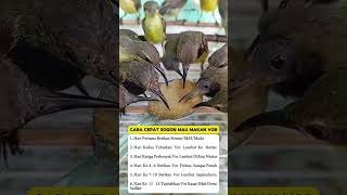 Download lagu pancingan suara burung sogon #kicauburunglovebird #burung #mangkicauoffecial #kicaumania #burungkica mp3