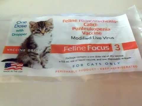 Do it yourself cat immunizations