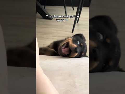 And those little teeth HURT #rottweiler #dogs #pets #puppy