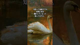 Download lagu 「白鳥」なぜこの曲だけ特別なのか、本編で話してます👇 #shorts mp3
