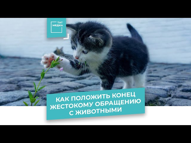 Как помочь животным