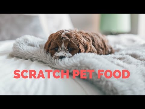download lagu mp3 mp4 Scratch Pet Food, download lagu Scratch Pet Food gratis, unduh video klip Scratch Pet Food