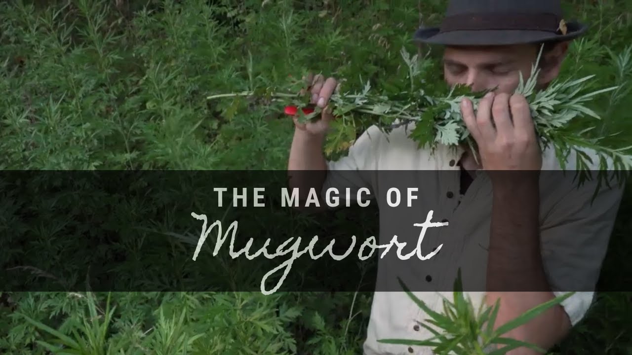 Unlock the Power of Mugwort – A Magical Herb with a Rich History of Medicinal Uses, Beauty Vigour