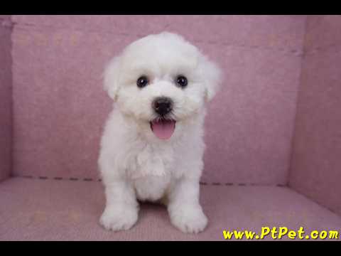 02/14比熊犬母幼犬