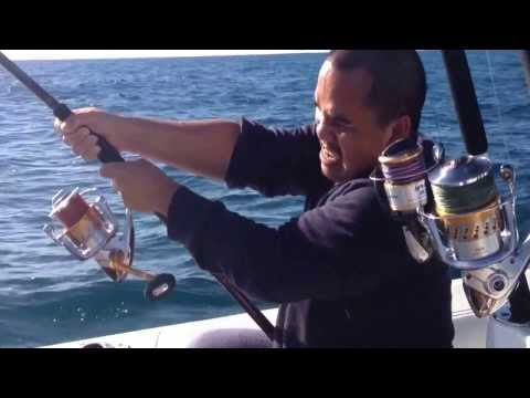 Shimano Stella vs Shark