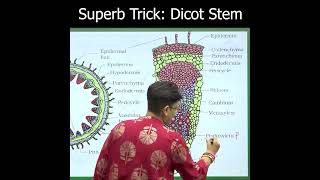 Superb Trick: Dicot Stem | NEET Biology | AA Ma'am | Etoosindia #shorts