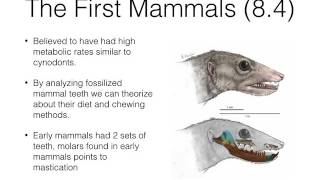 The Synapsida and the Evolution of Mammals
