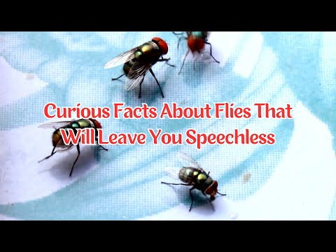 Curious Facts About Flies That Will Leave You Speechless