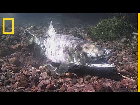 L'épopée nuptiale des saumons d'Alaska
