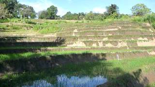 preview picture of video 'Sri Lanka,ශ්‍රී ලංකා,Ceylon,Beautiful Rice Paddy Terraces (11)'