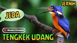 Download lagu Masteran Tengkek Udang Tembakan Rapat (Roll Jeda) JUARA 1 mp3