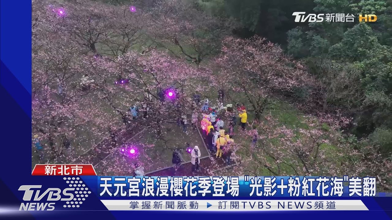 淡水天元宮浪漫櫻花季登場 「光影+粉紅花海」美翻