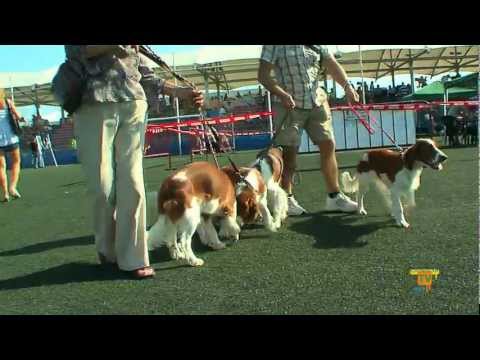11/09/12 – El III Concurso Nacional Canino «Villa de La Nucía» se celebrará este domingo.