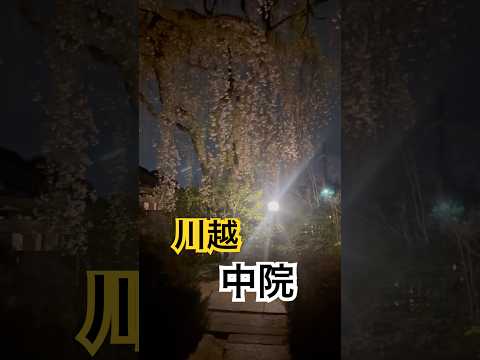 川越中院の夜桜🌸　　#桜 #夜桜 #さくら #観光 #観光名所
