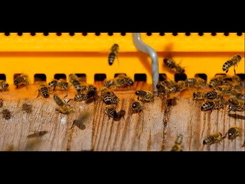 🍯 Bee Pollen: The Golden Treasure and How to Harvest it Sustainably