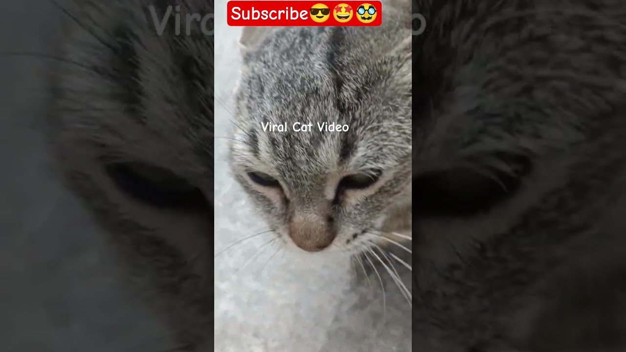 Like and Subscribe 👍😺#shorts #catshorts #shaheercat