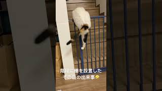 猫らしからぬ運動神経