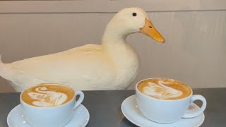 Download lagu I took my duck to coffee... mp3