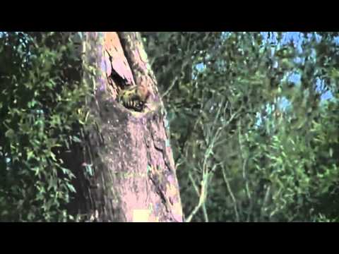 Rare Sighting of Large-spotted Genet with Cubs  December 5,  2015