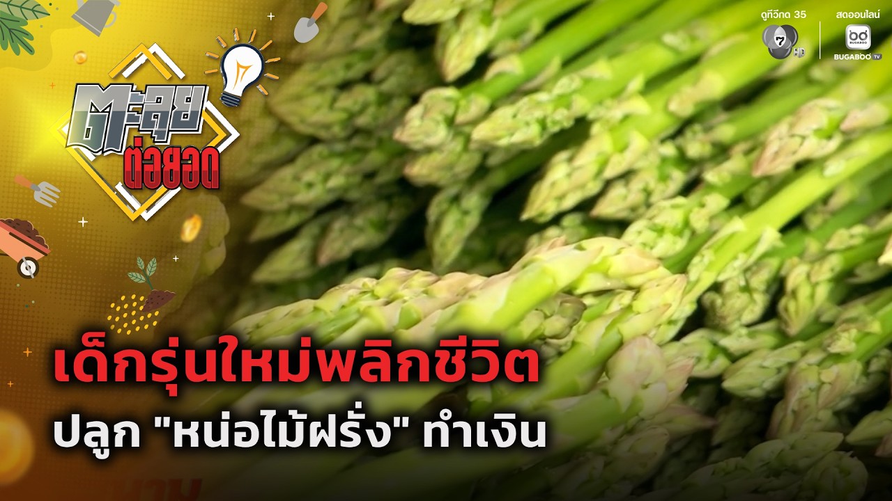 เด็กรุ่นใหม่พลิกชีวิต ปลูก "หน่อไม้ฝรั่ง" ทำเงิน | ต