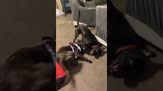 Dutch Shepherd Puppies Videos