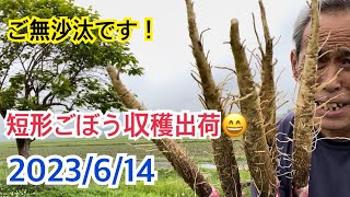ご無沙汰です😄　ごぼう収穫出荷始まりました