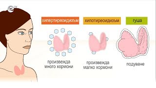 Кандида и Хашимото - бичът на съвременния човек