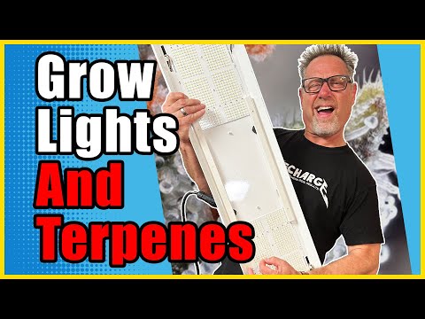 HPS vs. LED: Wodurch wächst terpenreicheres Cannabis?