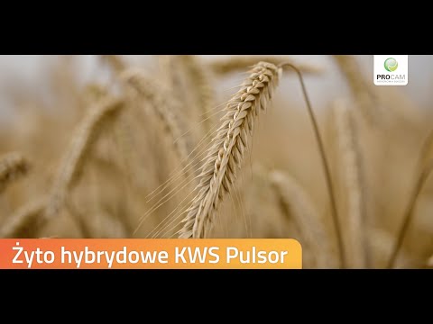 Żyto hybrydowe nowy wymiar plonowania. #kwspulsor