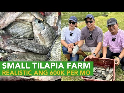 Realistic Figure: Small Tilapia Farm, 200kg Harvest per Day = 600K per Month na!