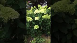 English Garden August 3 (2)　白い紫陽花 Hydrangea paniculata