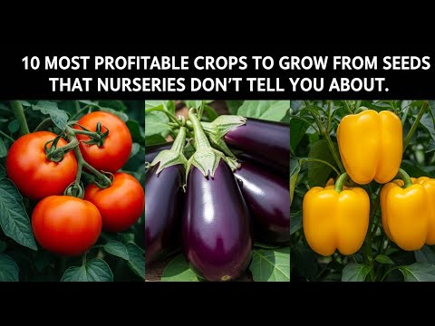 10 Most Profitable Crops to Grow from Seeds (Nurseries Don’t Tell You This