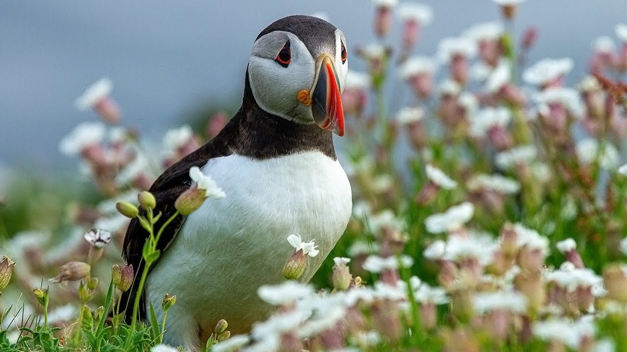 Spring in Wales: Land of the Wild (4K Documentary) | Our World