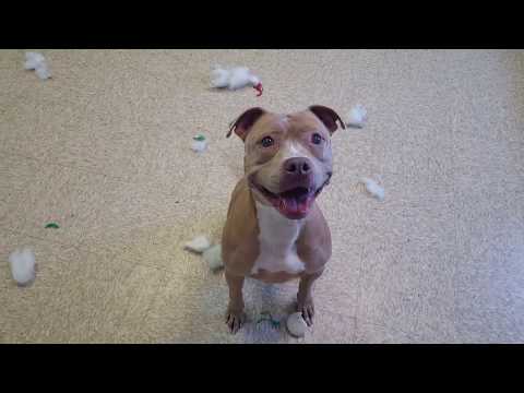 Sheba, an adopted Pit Bull Terrier in Normal, IL_image-1