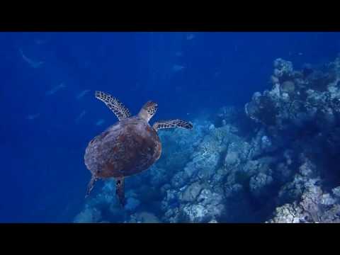 Whitsunday Luxury Sailing Holidays