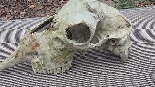 Zastrašujuća lubanja od velike srne--našao sam je u šumi ali samo gornji dio...