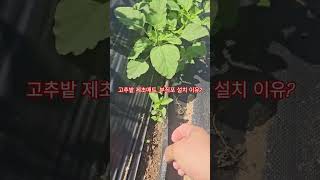 고추밭 "이것" 안 깔면 올여름 내내 피눈물 흘립니다.(농사의신)