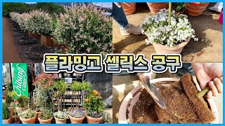 플라밍고 셀릭스+꽃잔디 최고의 궁합!! 외목대 식물 화분에 예쁘게 키우는법!!