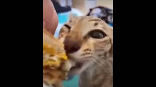 Cover art for Gato comiendo hamburguesa
