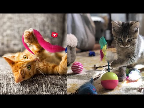 Best Cat Toys You MUST BUY For Your Cat (2022)