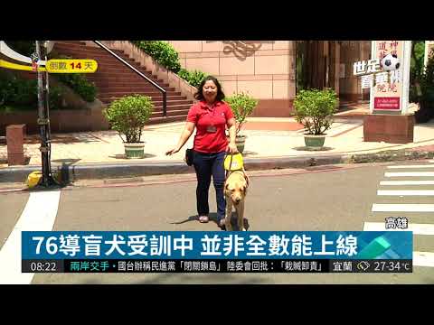 寄養家庭少 50視障民眾等嘸導盲犬