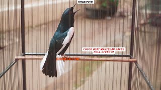 Download lagu 100% Kacer Lain Mau Bunyi, Kacer RoLL Speed Rapat, Sangat Cocok Lagunya Buat Masteran... mp3