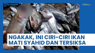 Ngakak, Laki-laki Ini Tunjukkan Ciri-ciri Ikan Mati secara Syahid dan Mati Tersiksa karena Ghibah