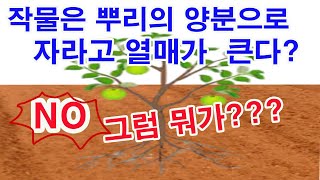 작물은 뿌리의 양분으로 자라고 열매가 큰다? NO! 그럼 뭐가?(작물의 성장 원리, 작물의 비대 원리, 뿌리…