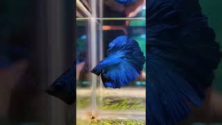 Download lagu Best in the segment #malebetta #betta #bettafishtank #india #shorts #shop #shoppingvlog #halfmoon mp3 Download lagu Best in the segment #malebetta #betta #bettafishtank #india #shorts #shop #shoppingvlog #halfmoon mp3