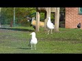 Herring Gulls At Local Park