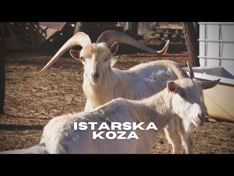 BOJE ZEMLJE Istarska koza